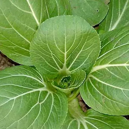 Quinta Dos Sabores Farm *