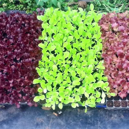 Quinta Dos Sabores Farm Ribeira Grande