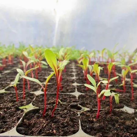 Quinta Dos Sabores Farm בית חווה ריביירה גראנדה