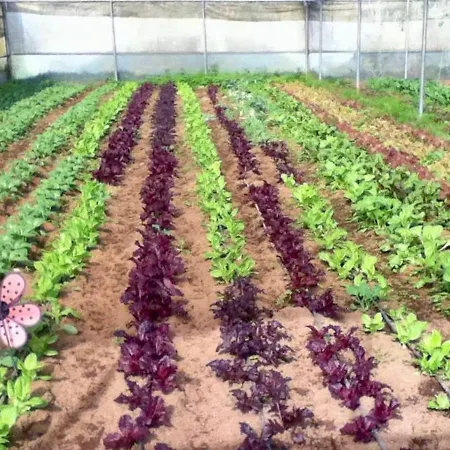Quinta Dos Sabores Farm Farm stay Ribeira Grande