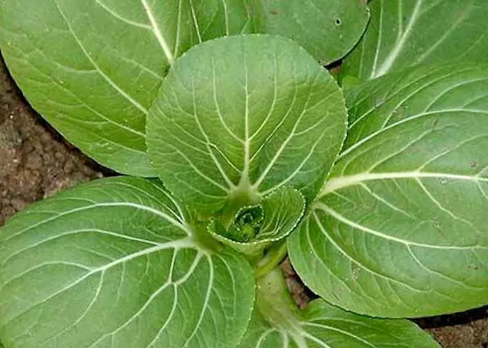 Quinta Dos Sabores Farm *