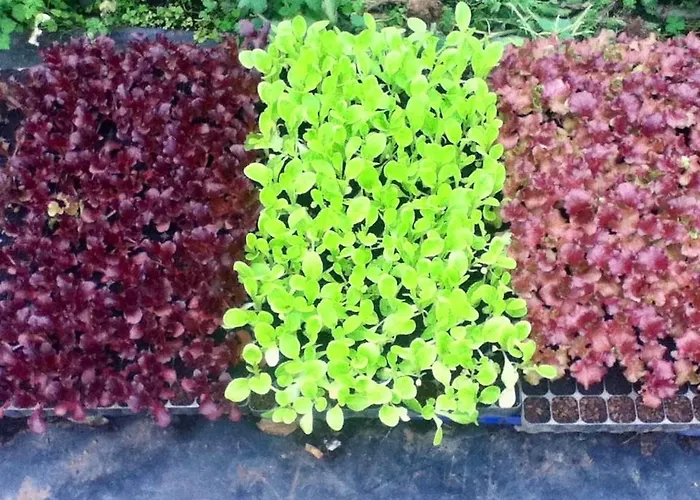 Quinta Dos Sabores Farm Ribeira Grande