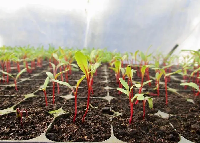 Quinta Dos Sabores Farm Farm stay Ribeira Grande