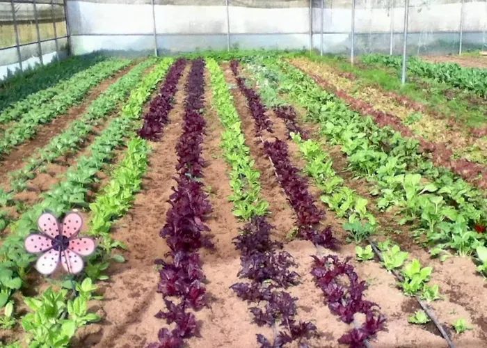 Quinta Dos Sabores Farm Séjour à la ferme Ribeira Grande